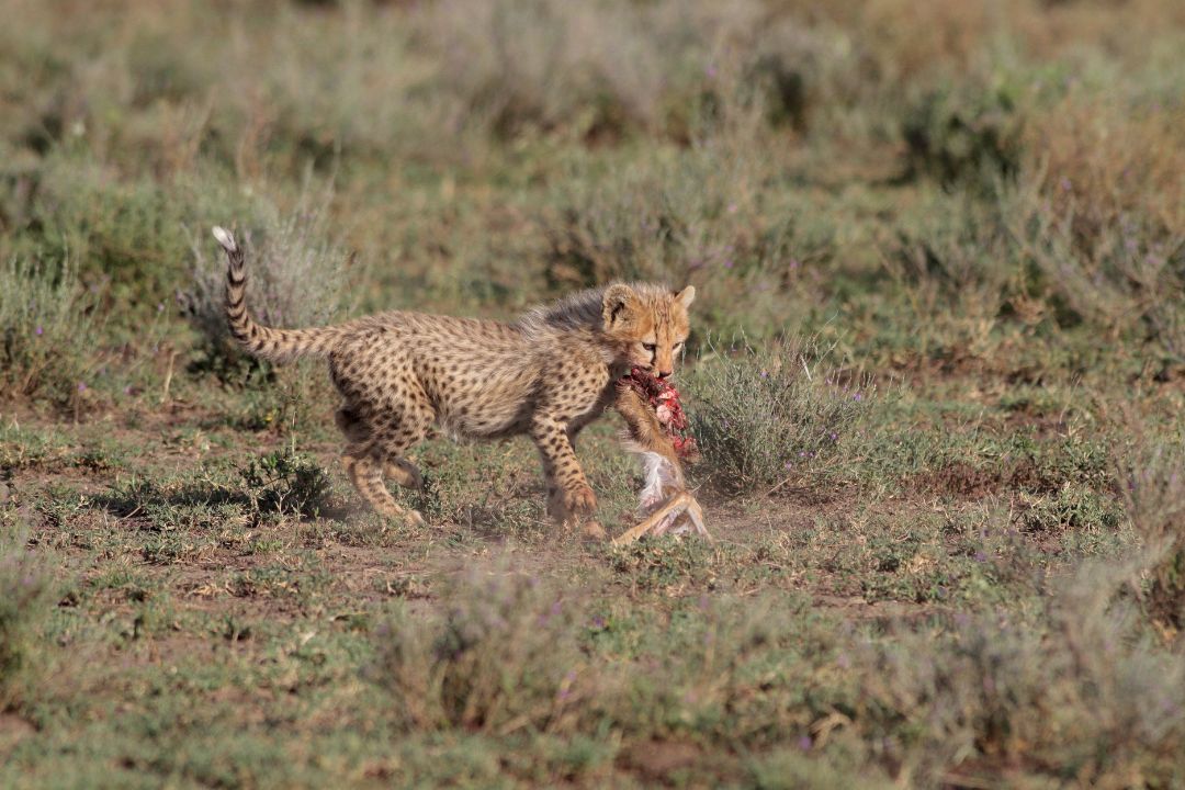 Cheetah at Mikumi