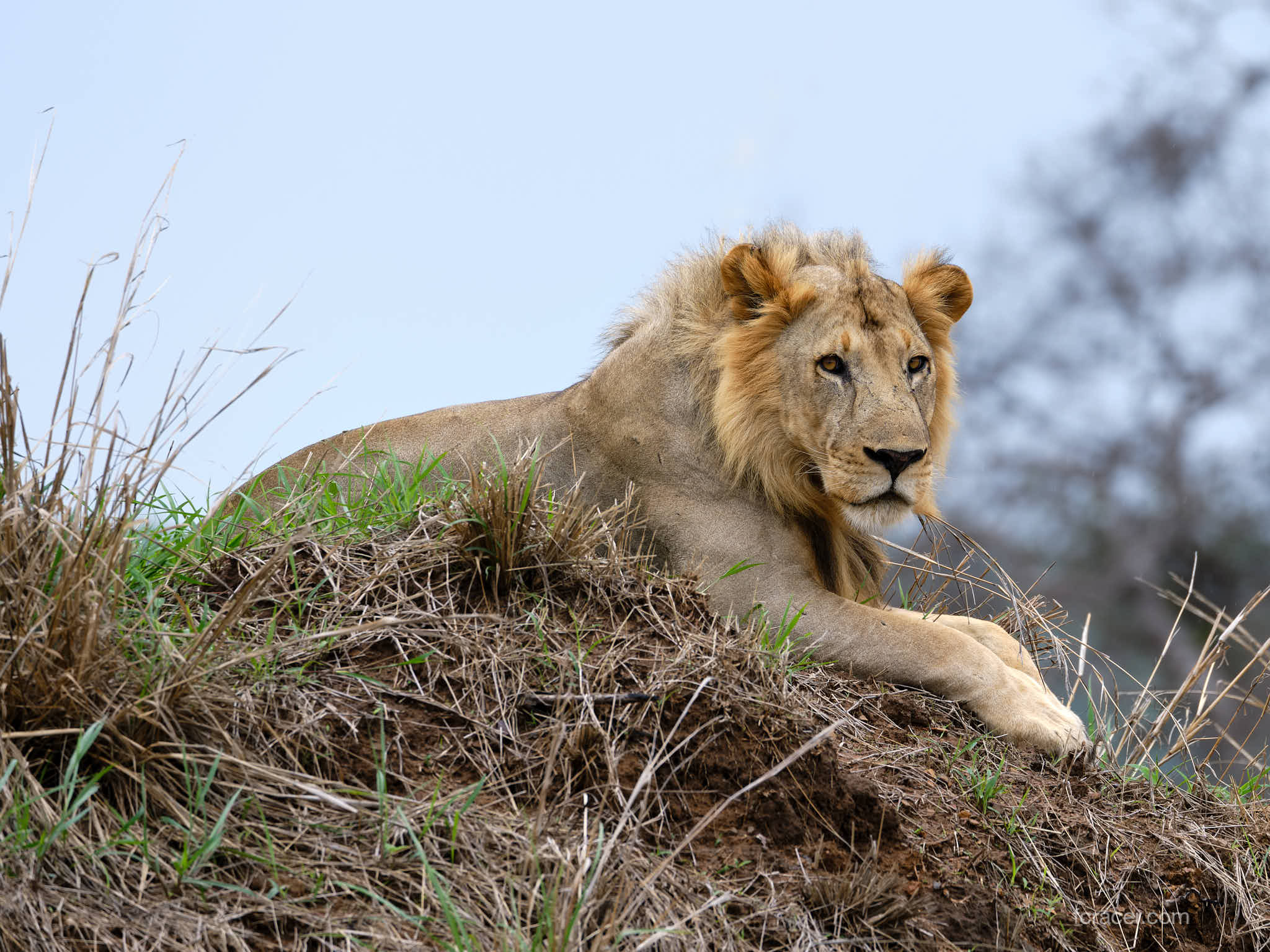 Private 1-Day Mikumi Safari