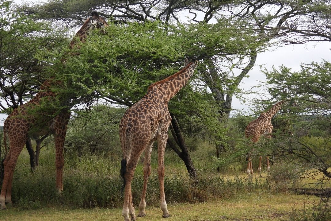 Game Drive Wildlife Sighting